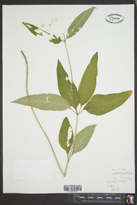 Asclepias quadrifolia image