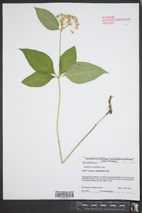 Asclepias quadrifolia image