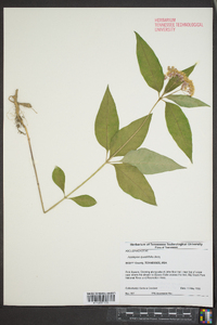 Asclepias quadrifolia image