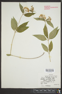 Asclepias quadrifolia image