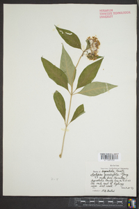 Asclepias quadrifolia image