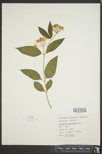 Asclepias quadrifolia image