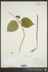 Matelea carolinensis image