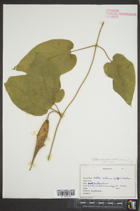 Matelea carolinensis image