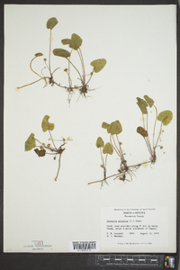 Centella asiatica image