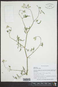 Daucus pusillus image