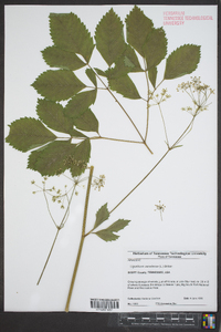 Ligusticum canadense image