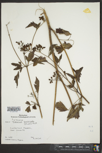 Thaspium barbinode image