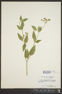 Thaspium trifoliatum image