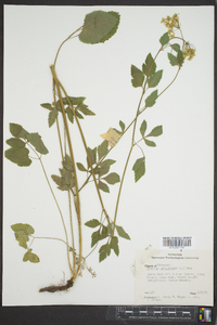 Thaspium trifoliatum image