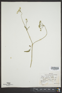 Torilis japonica image