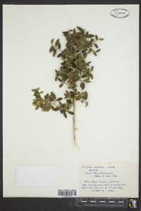 Ilex vomitoria image