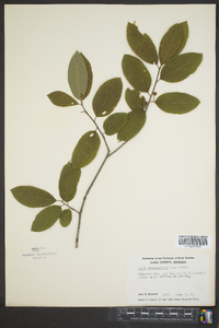 Ilex amelanchier image