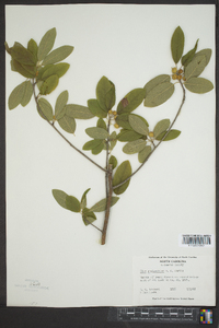 Ilex amelanchier image