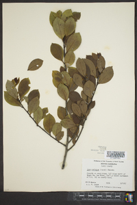 Ilex coriacea image