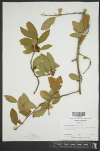 Ilex laevigata image