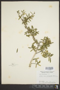 Ilex myrtifolia image