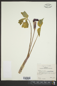 Arisaema atrorubens image