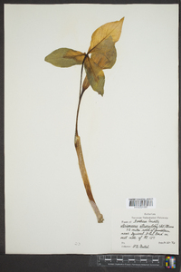 Arisaema triphyllum subsp. triphyllum image