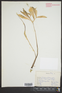 Arisaema dracontium image