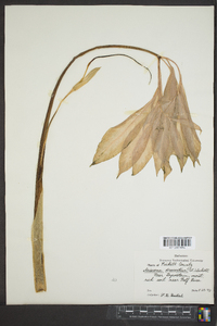 Arisaema dracontium image