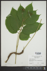 Aralia nudicaulis image