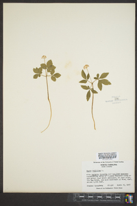 Panax trifolium image