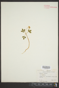 Panax trifolium image