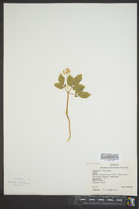 Panax trifolium image