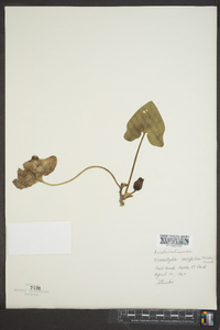 Hexastylis arifolia image