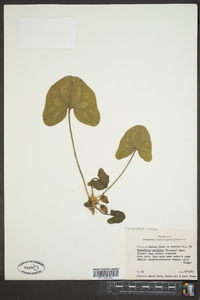 Hexastylis arifolia image