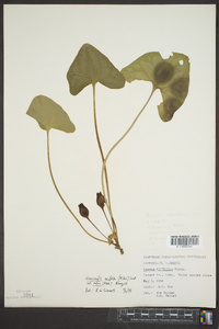 Hexastylis arifolia image