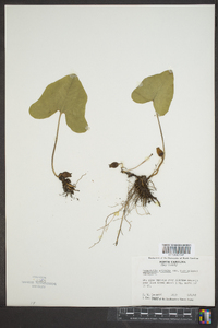 Hexastylis arifolia var. ruthii image