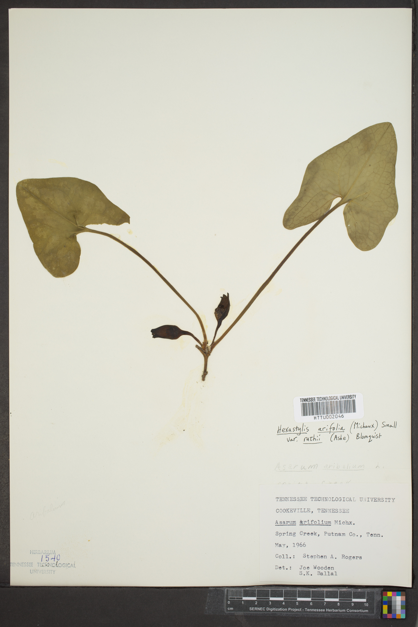 Hexastylis arifolia var. ruthii image