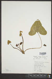 Hexastylis arifolia var. ruthii image