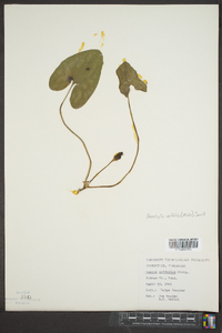 Hexastylis arifolia image