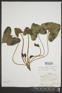 Hexastylis arifolia var. ruthii image