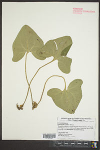 Hexastylis arifolia image