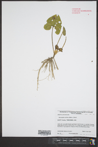 Hexastylis arifolia image