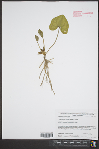 Hexastylis arifolia image