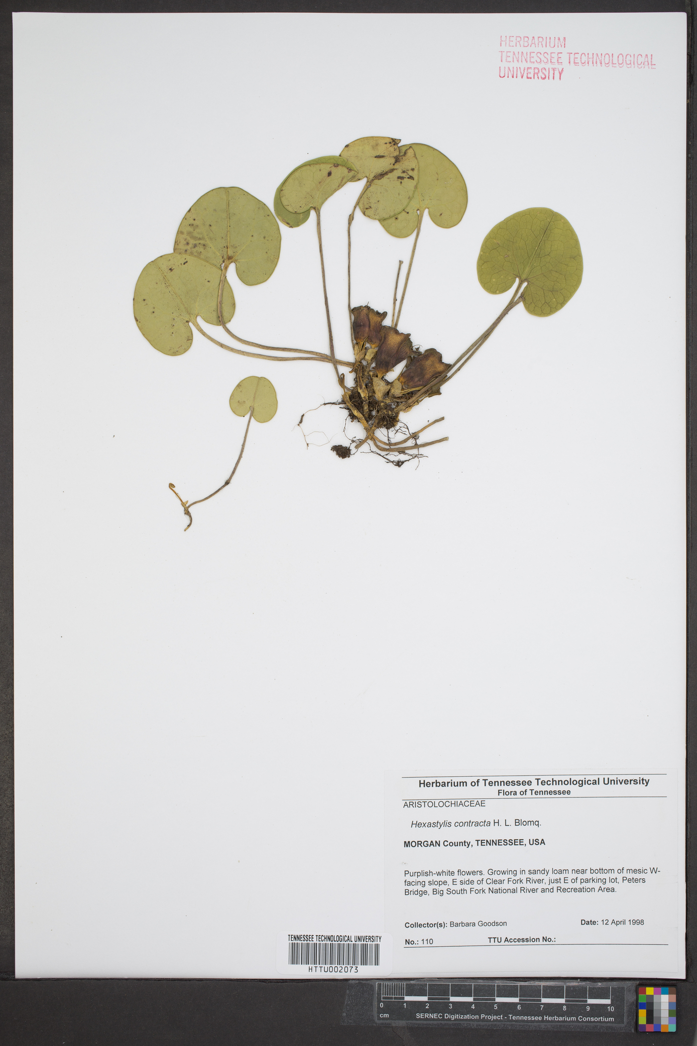 Hexastylis contracta image