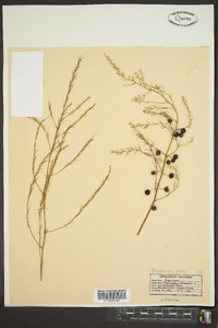 Asparagus officinalis image