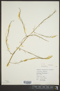 Asparagus officinalis image