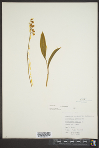 Convallaria majalis image