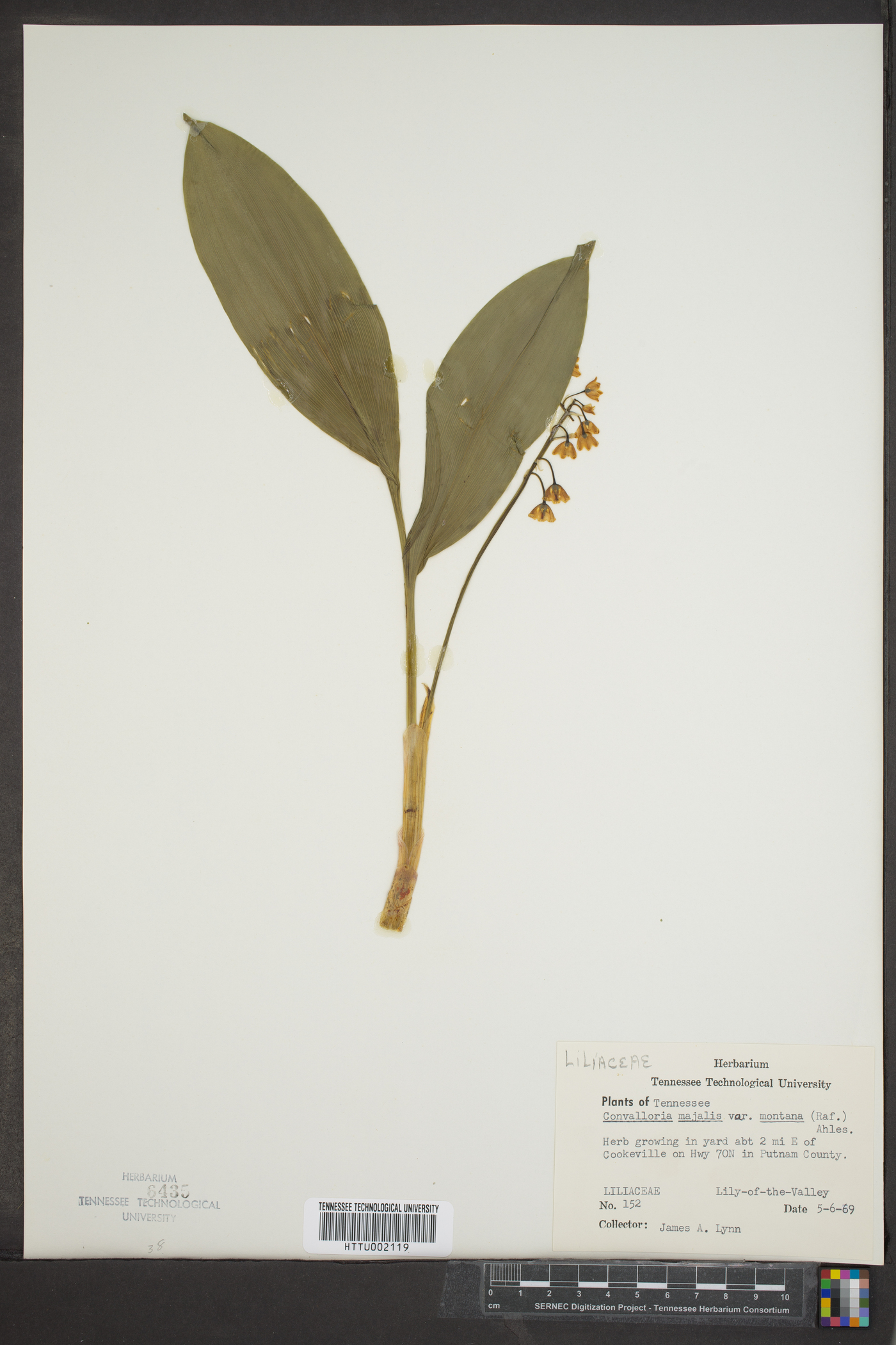 Convallaria majalis var. montana image