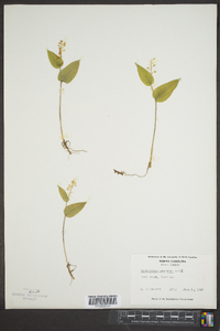 Maianthemum canadense image