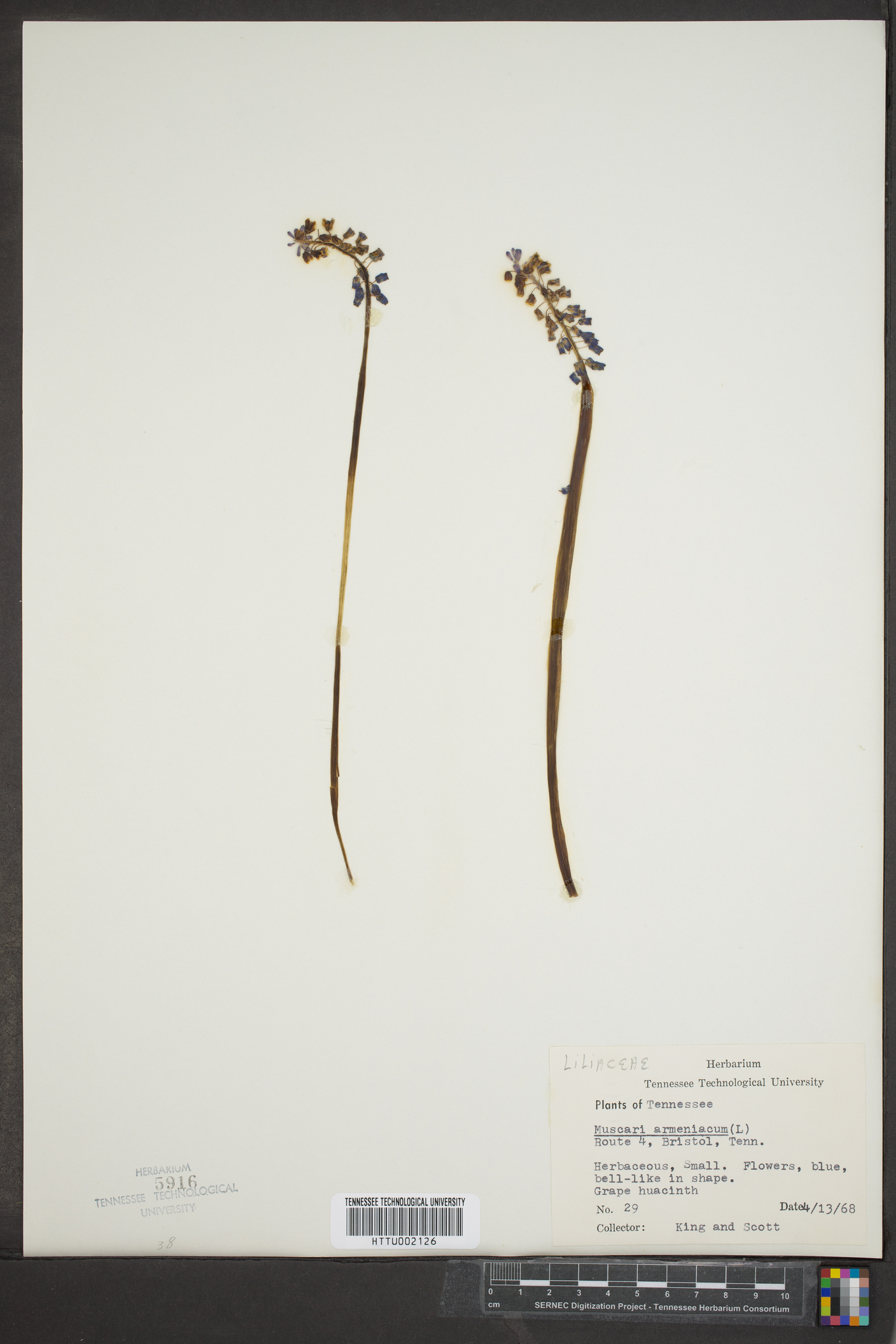 Muscari armeniacum image