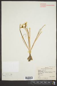 Ornithogalum umbellatum image