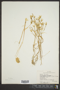 Ornithogalum umbellatum image