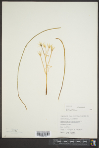 Ornithogalum umbellatum image